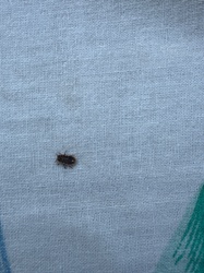 Carpet Beetle (likely Varied or Black Carpet Beetle)