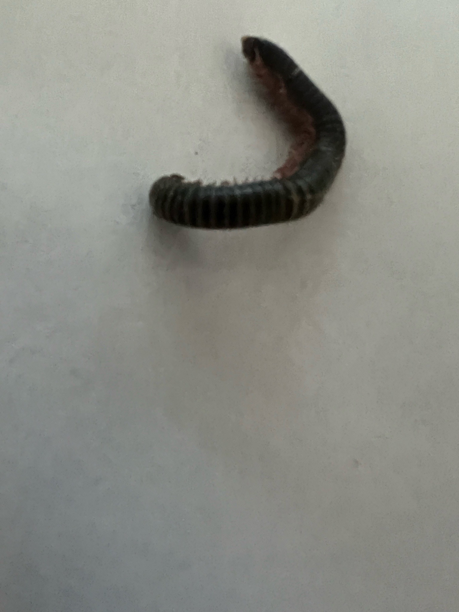 Julid Millipede