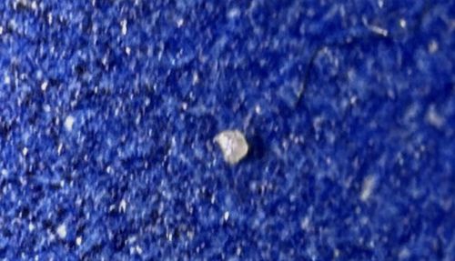 Not a bug (Debris/Lint/Skin flake)