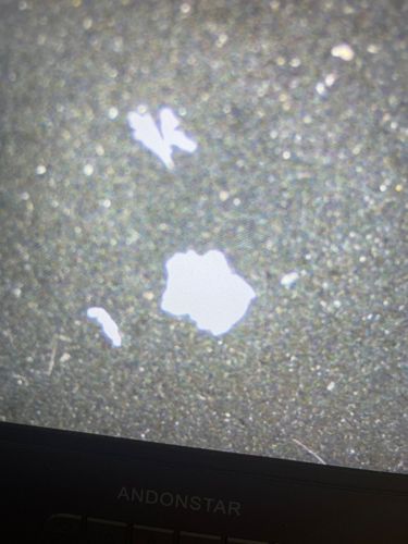 Mold/Fungus Spores or Mycelial Fragments