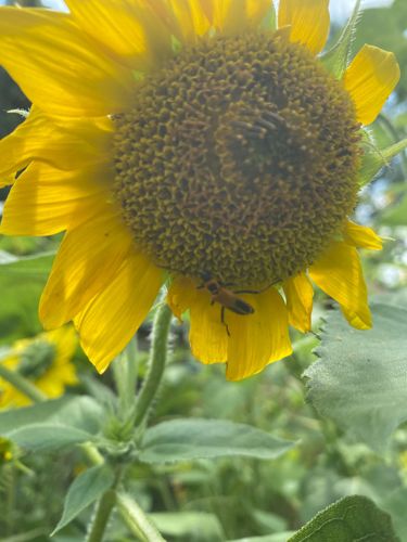Soldier Beetle (likely a species of Goldenrod Soldier Beetle)