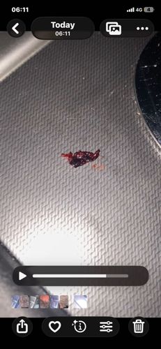 Bed Bug (Crushed)