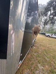 Florida huntsman spider, Giant crab spider