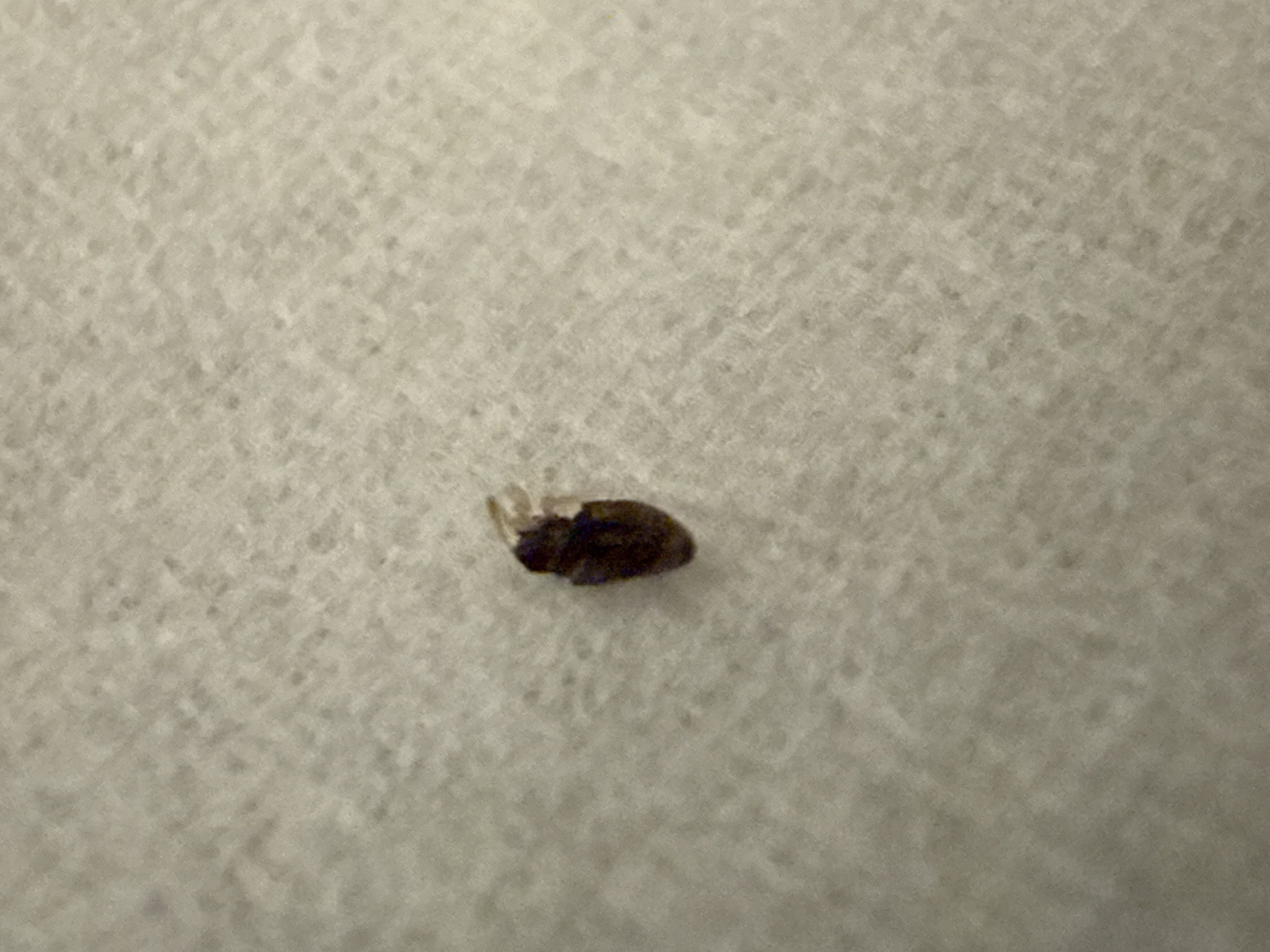 Bed Bug