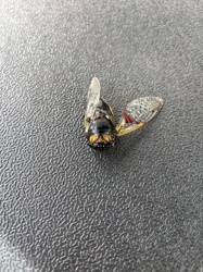 Cicada