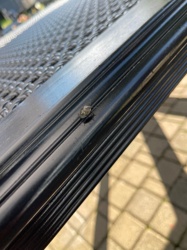 Brown Marmorated Stink Bug