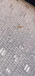 Common Thrips