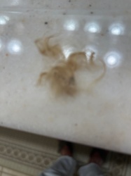 Unidentifiable organic material/debris