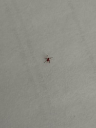 Clover Mite
