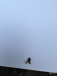 Fly (likely a Muscidae family member, e.g., House Fly or a related species)
