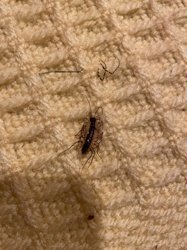 Cockroach nymph (likely German or Brown-banded)