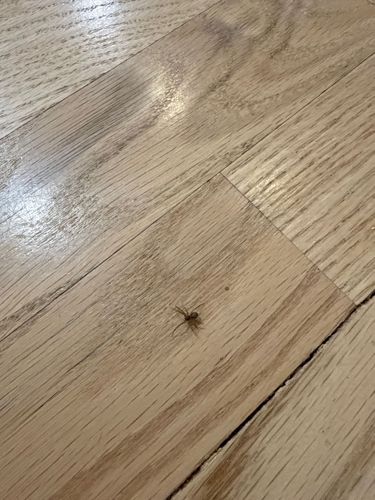 Triangulate Cobweb Spider