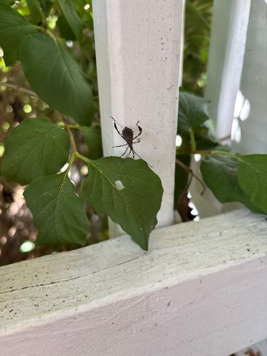 Leaf-footed Bug nymph (likely Acanthocephala or Leptoglossus species)