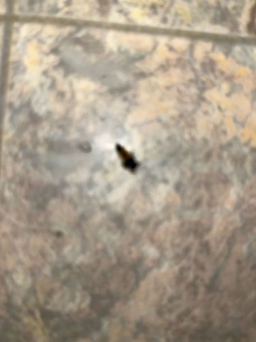 Unidentifiable Insect