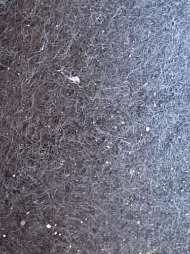 Ghost ant / Indoor ant species