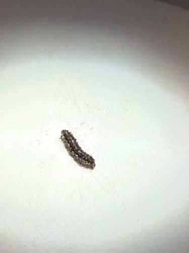 Cutworm (larva)