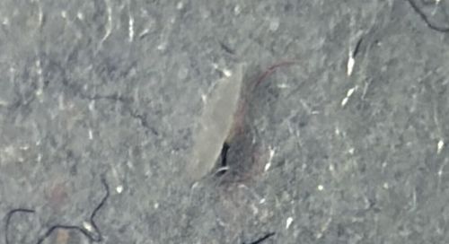 Silverfish (Nymph/Young Stage)