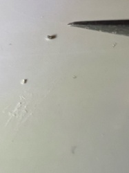 Unidentifiable larva/debris