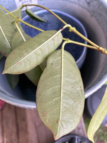 No insect is visible in the image. The image displays plant leaves.