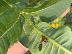 Red Milkweed Beetle