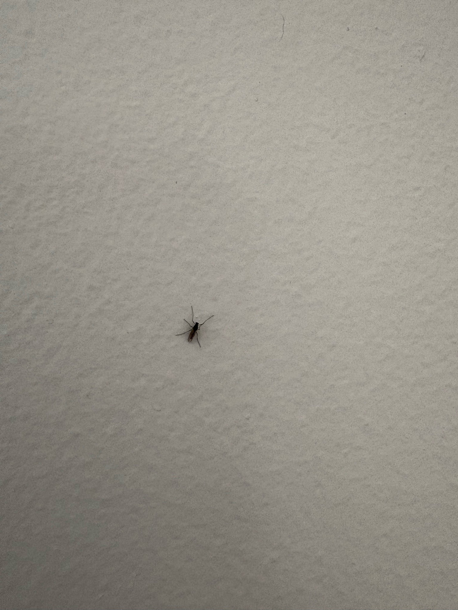 Fungus Gnat