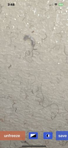 Fungus Gnat Larva / Sciarid Fly Larva