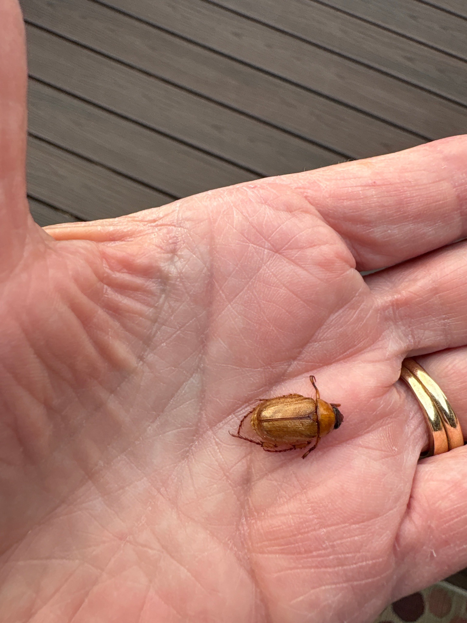 European Chafer