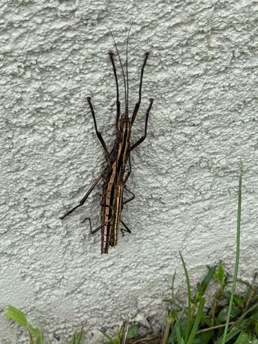 Striped Walkingstick, Two-striped Walking Stick
