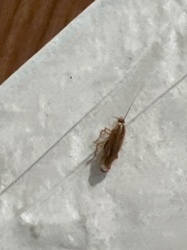 German Cockroach