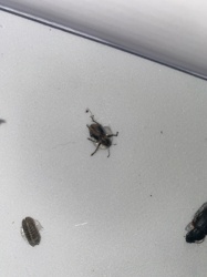 Broad-nosed Weevil (possibly) and Woodlouse (left)