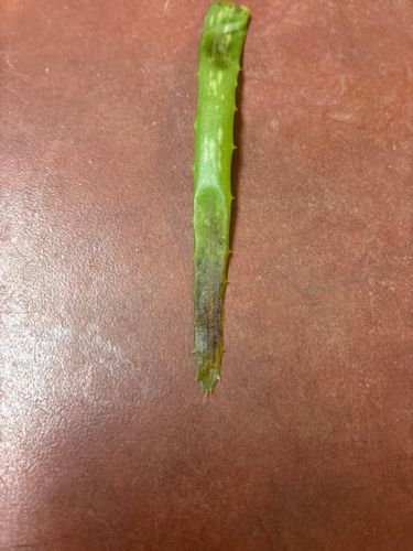 Aloe Aphid