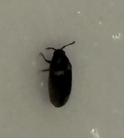 Larder Beetle