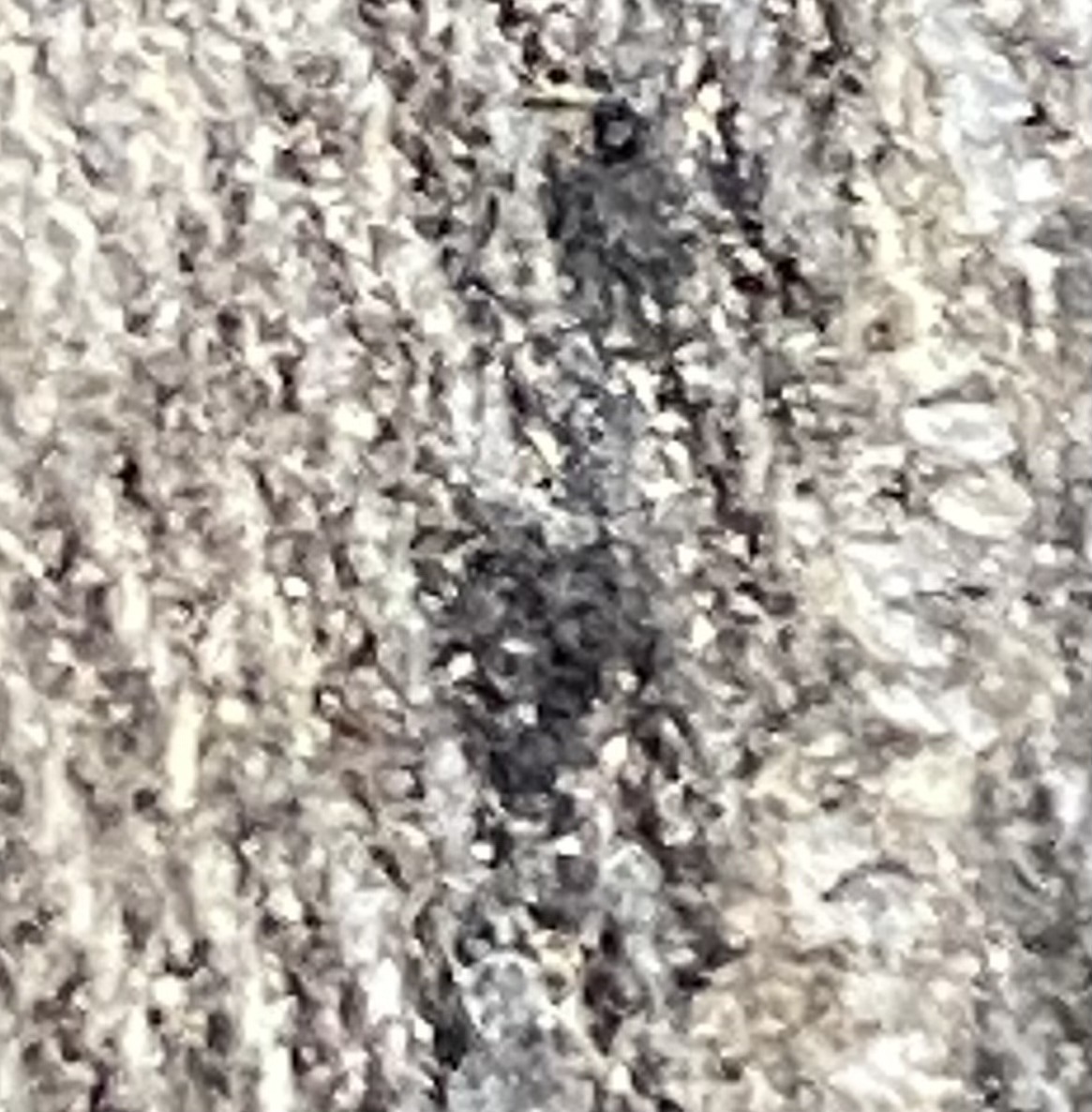 Carpet Beetle