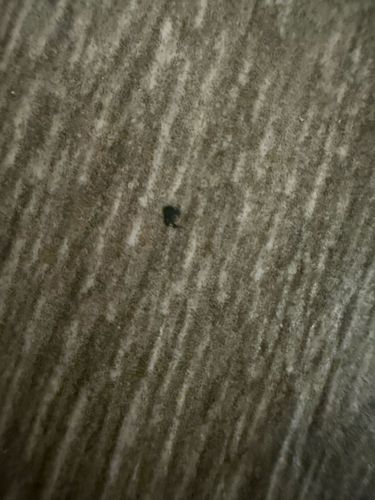 Carpet beetle (likely a larva)