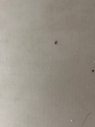Ghost Ant
