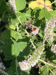 Hummingbird Clearwing Moth