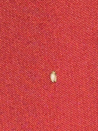 Carpet Beetle
