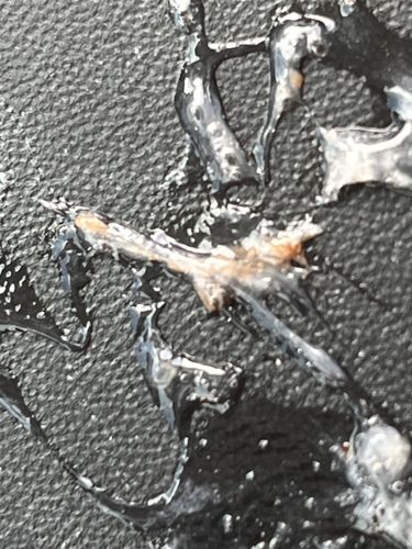 Indian Meal Moth (Larva/Pupa stage)