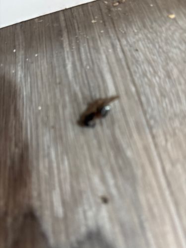 Cockroach (likely American Cockroach or similar large species)