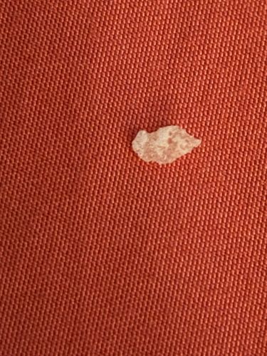 Not Applicable (Not an insect)