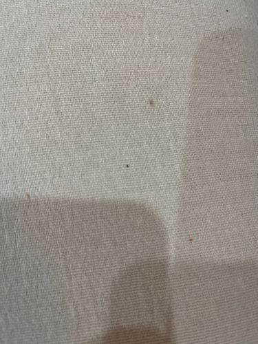 Carpet Beetle (likely Varied Carpet Beetle or Black Carpet Beetle)