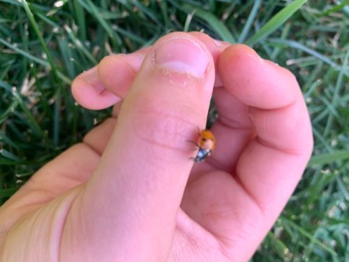 Ladybug (or Ladybird beetle)