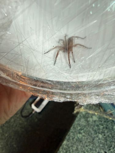 Ghost Spider (likely a small species or immature specimen)