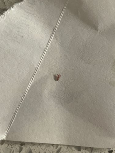 Louse (likely Head Louse or Body Louse)