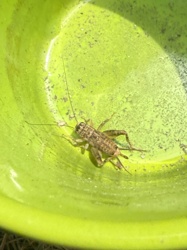 Field Cricket