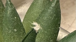 Mealybug