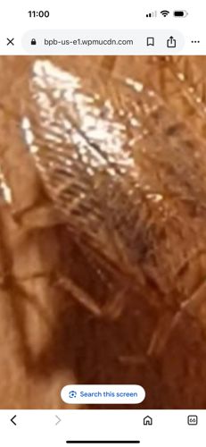 Powderpost Beetle (likely an Anobiid or Lyctid)