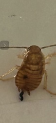 Cockroach Nymph