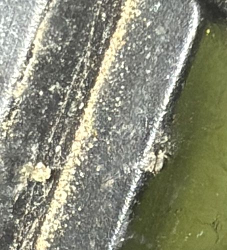 Spider Mite (likely Two-spotted Spider Mite)