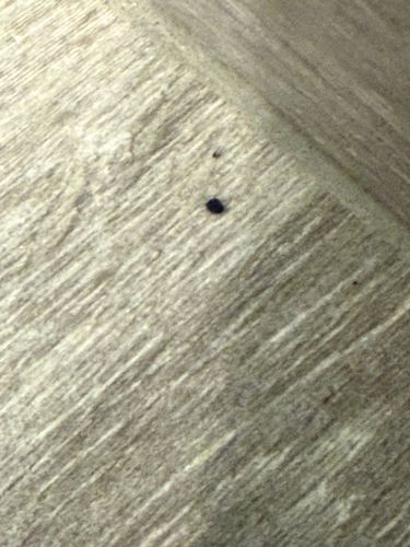 Carpet Beetle (larva)